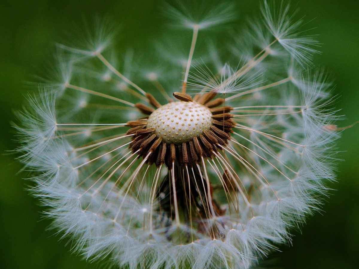 Apomixis – A Christmas&nbsp;Miracle?