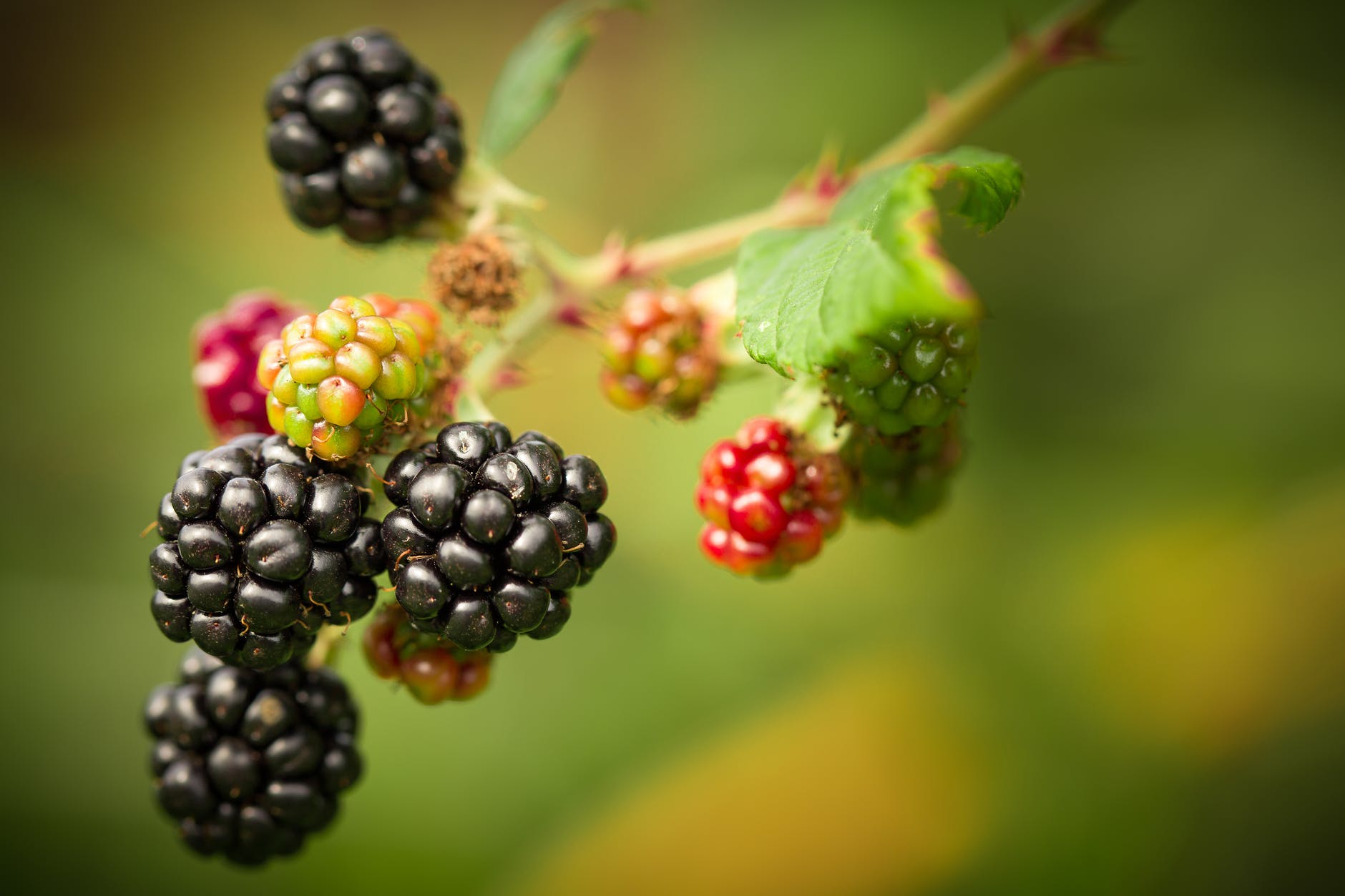 Blackberries on a bramble