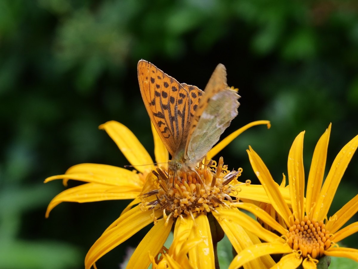 Websites for Wildlife&nbsp;Gardeners