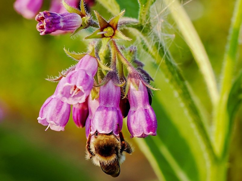 The truth about…Comfrey