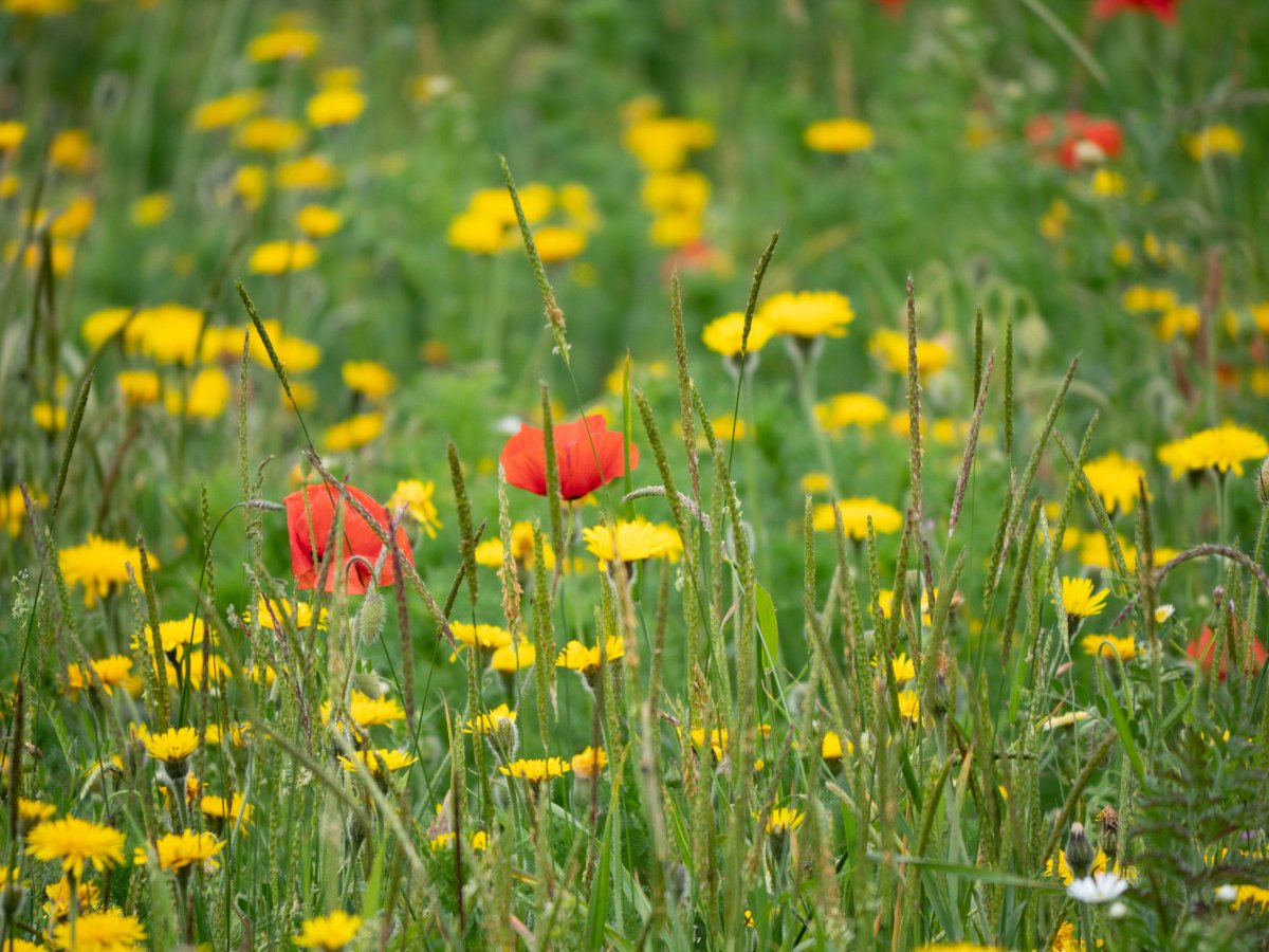 No Mow May The Right&nbsp;Way