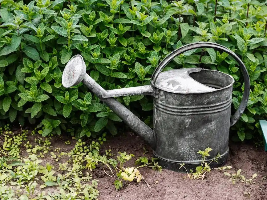 How to water your garden, Part 2 – Ellies Wellies Organic Gardening